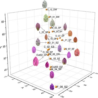 Pantranscriptome combined with phenotypic quantification reveals germplasm kinship and regulation network of bract color variation in Bougainvillea